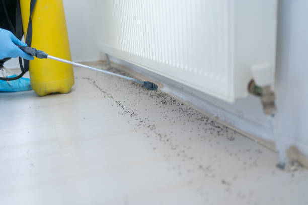 Best Rat Extermination Near Me  in Homewood, SC
