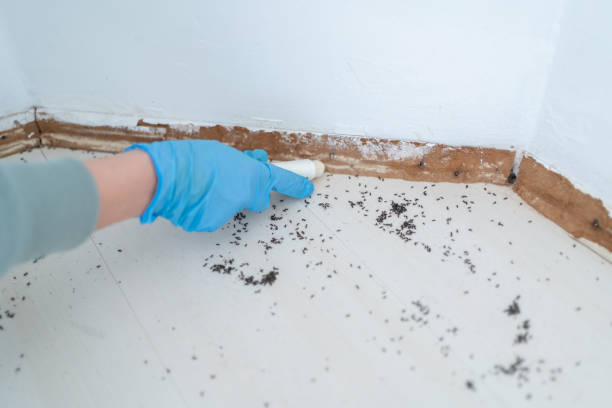 Best Mosquito Control Services  in Homewood, SC
